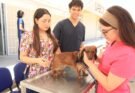 SE SUMA UABCS A VACUNACIÓN DE MASCOTAS