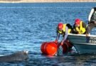 LOGRARON RESCATAR A BALLENA ENMALLADA
