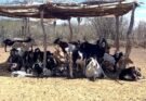AMPLÍAN CAPACITACIÓN EN SANIDAD ANIMAL