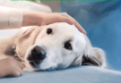 PONEN FECHAS PARA ESTERILIZAR MASCOTAS