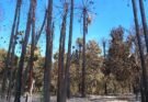 APAGAN INCENDIO EN PALMAR DE SANTA ROSA