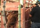ALISTAN BARRIDO DE TUBERCULOSIS BOVINA
