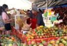INVITAN A CELEBRAR EL FESTIVAL DEL MANGO