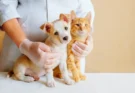 ANUNCIAN ESTERILIZACIÓN PARA MASCOTAS
