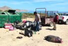 RETIRAN TONELADAS DE BASURA DE PLAYAS