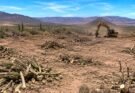 DETIENEN DESMONTE ILEGAL EN EL VIZCAÍNO