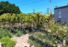 CAMBIAN PLÁSTICOS POR ÁRBOLES FRUTALES
