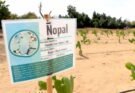 ANALIZAN EN LA UABCS EL CULTIVO DEL NOPAL