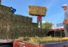 APOYA AYUNTAMIENTO AL SECTOR PECUARIO