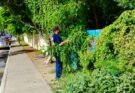 REALIZAN LIMPIEZA EN COLONIAS Y PARQUES