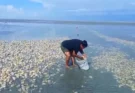 GOLPEA “EL NIÑO” PRODUCCIÓN DE ALMEJA