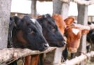 ¡INICIAN PRUEBAS DE TUBERCULOSIS BOVINA!